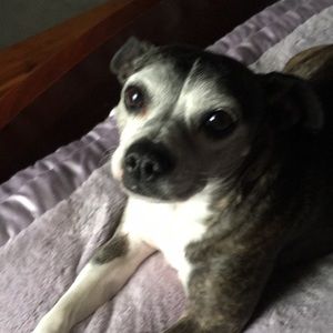 Meet your Posher, Shilo